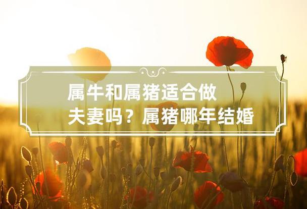 屬牛和屬豬適合做夫妻嗎？屬豬哪年結(jié)婚合適？ 97屬牛的和95屬豬結(jié)婚